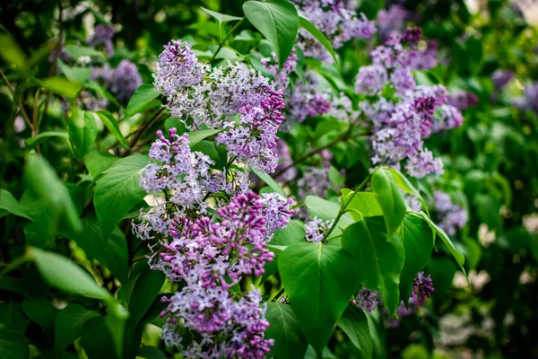 鮮やかな緑色の春の葉の間に紫色のライラックの花 — ストック写真