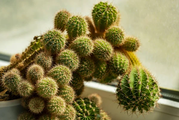 Vecchio Cactus Una Pentola Bianca Sullo Sfondo Della Finestra — Foto Stock