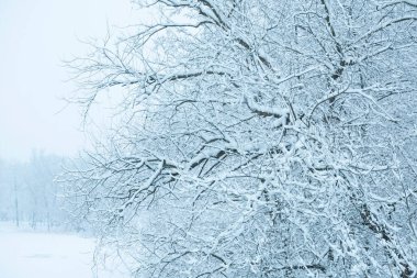 Bulutlu bir kış gününde karla kaplı ağaçlar.