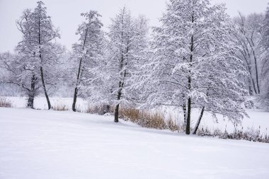 Bulutlu bir kış gününde karla kaplı ağaçlar.