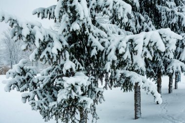 Bulutlu bir kış gününde karla kaplı ağaçlar.