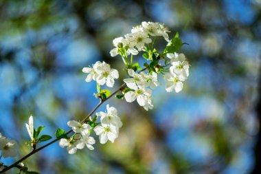  Bahar arka planı. Bulanık arka planda çiçek açan ağaçlar..
