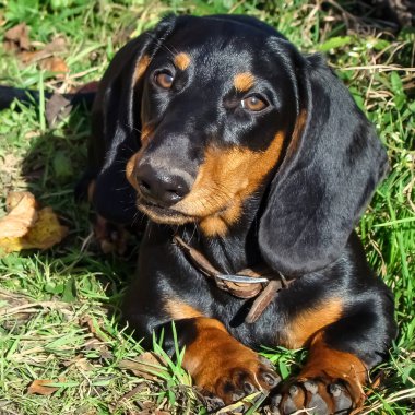 Dachshund köpeği yakın plan..