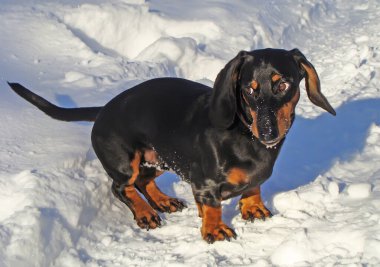 Dachshund köpeği yakın plan..
