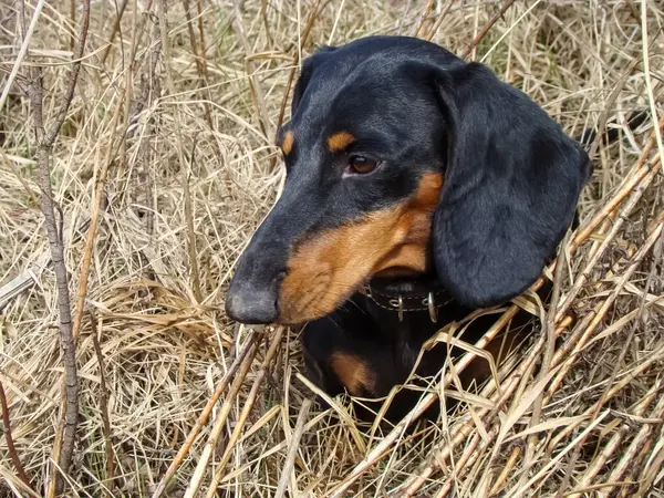 Dachshund köpeği yakın plan..