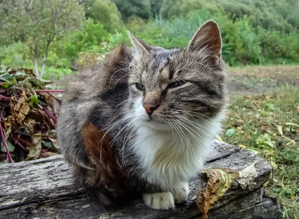 güzel yerli kedi yakın çekim.