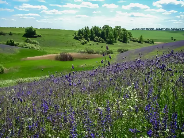    Bahar manzarası. Baharın başlangıcı. Parlak güneşli bir gün.                          