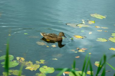 Sonbaharda küçük bir nehirde vahşi ördek.