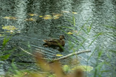 Sonbaharda küçük bir nehirde vahşi ördek.