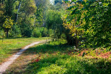 Güzel doğa. Sonbaharın başlangıcı. Güneşli bir gün.