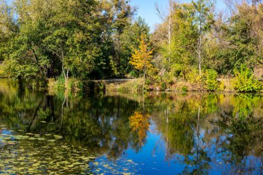 Güzel doğa. Sonbaharın başlangıcı. Güneşli bir gün.
