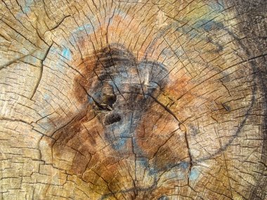 Yaratıcılık için arka plan olarak rastgele uygulanan renk lekeleri olan bir ağaç gövdesi bölümü.