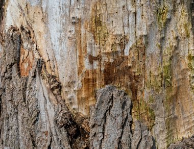 Arka plan olarak yıkılmış eski bir ağacın gövdesi..