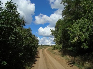 Güneşli bir yaz gününde kırsal kesimde toprak yol.
