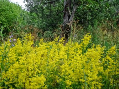 Güneşli bir yaz gününde sarı kır çiçekleri.