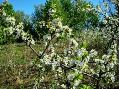 Baharın başlangıcı. İlk bahar çiçekleri.