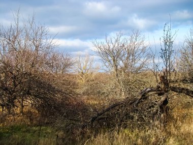    Bir sonbahar gününde terk edilmiş eski bir elma bahçesi..       