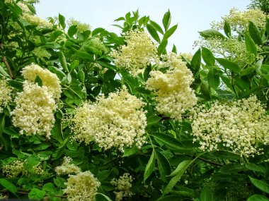 İlkbaharda böğürtlen tomurcuklanır..     