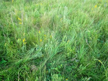 Yaz bitkileri ve çiçekler yaz arkaplanı olarak yakın plan çekilir..