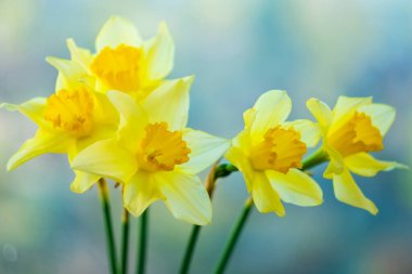 Bulanık arkaplanda sarı nergisler.