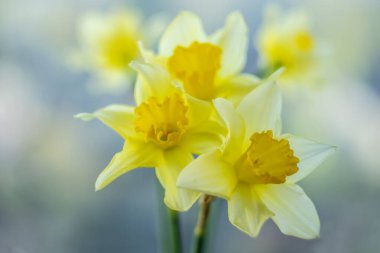 Bulanık arkaplanda sarı nergisler.