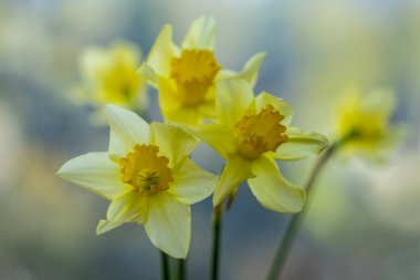 Bulanık arkaplanda sarı nergisler.