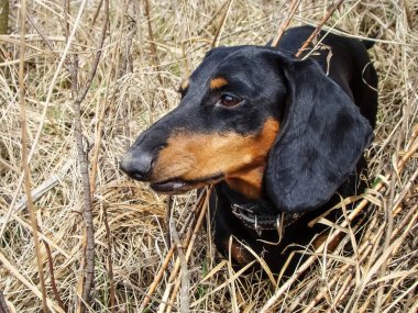 Kuru sonbahar otlarının arasında safkan bir dachshund..