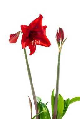 Beyaz arka planda kırmızı amarillis..