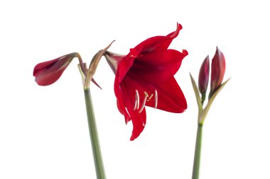 Beyaz arka planda kırmızı amarillis..