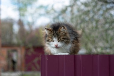 Yazın çitin üstünde uyuyan evcil kedi..