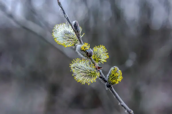 Blooming willow in early spring.