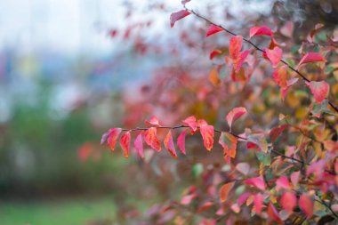 Kırmızı yapraklı sonbahar arkaplanı.