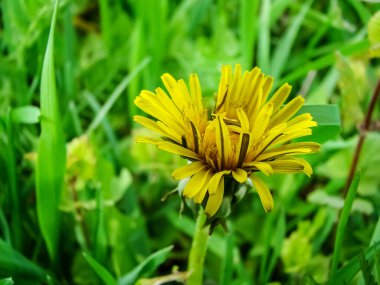 Baharın başında sarı karahindiba çiçeği.
