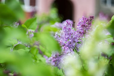 Bulanık arkaplanda parlak bahar leylağı.