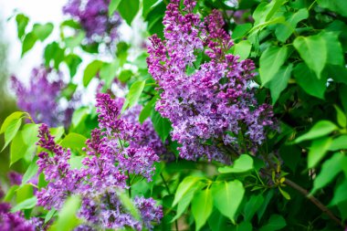Bulanık arkaplanda parlak bahar leylağı.