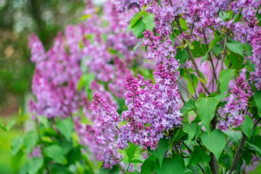 Bulanık arkaplanda parlak bahar leylağı.