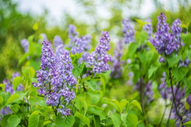 Bulanık arkaplanda parlak bahar leylağı.