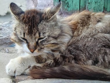 Kırsalda uyuyan evcil kedi..