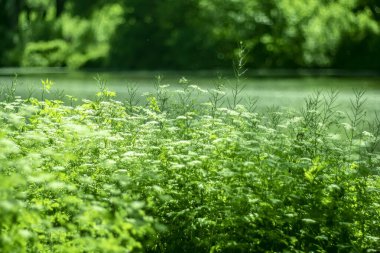 Küçük bir nehrin arka planında yeşil çimenler ve çiçekler.