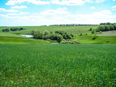 Ukrayna kırsalında baharın başlangıcı.