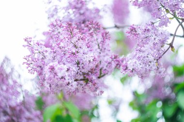 Bahar resimlerindeki leylak dalı bulanık arkaplan.