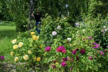 Şehir ortamında ön planda çok renkli parlak güller..