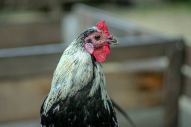 Tahta çitin üzerinde güzel bir horoz.