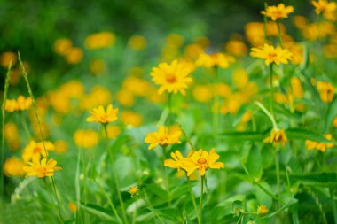 Önplanda yeşil bitki örtüsü olan yaz arkaplanı.