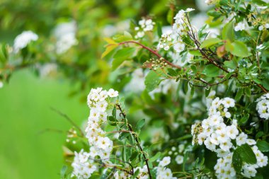 İlkbahar yağmurundan sonra şehir parkında yasemin çalısı.