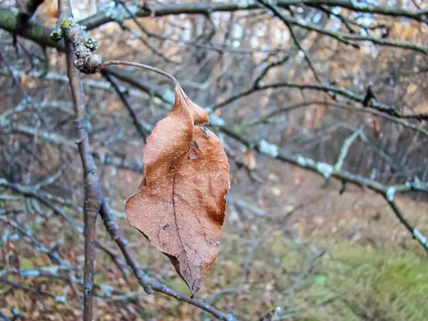 Ağaçların arka planında sonbahar sarı yaprağı.