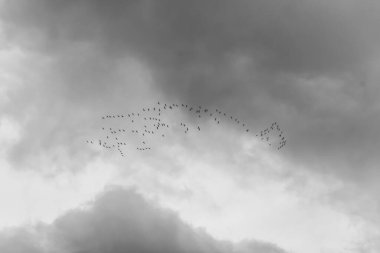 Kasvetli sonbahar gökyüzüne karşı güneye uçan kuşların siyah ve beyaz bir görüntüsü..