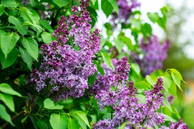 Bulanık doğal arka planda parlak bahar leylağı.
