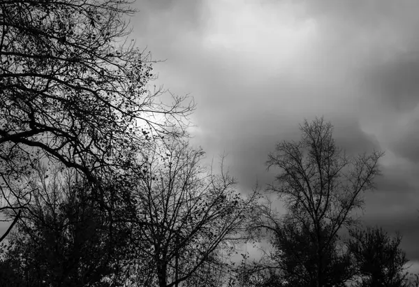 stock image Silhouettes of autumn trees against a gloomy sky.