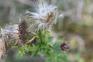Sonbahar soyut bir arkaplan olarak açan çiçekler.
